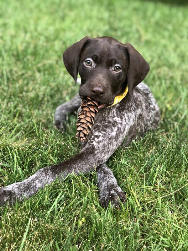 /images/uploads/southeast german shorthaired pointer rescue/segspcalendarcontest2021/entries/21760thumb.jpg